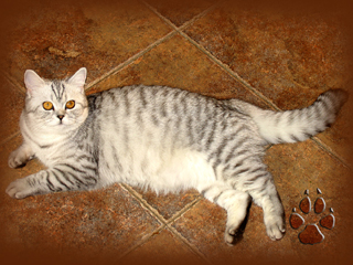 Британская кошка окраса "вискас" (серебристо-пятнистая-черная