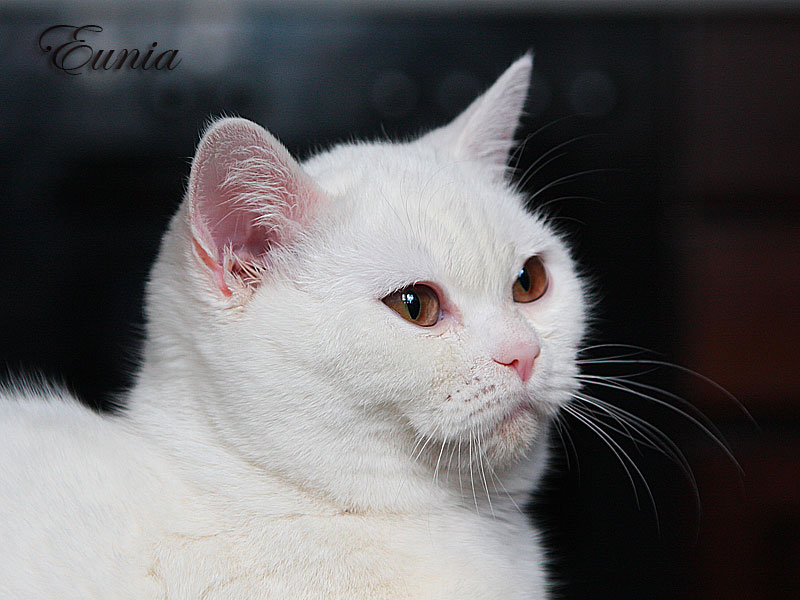 Белая британская кошка Амели