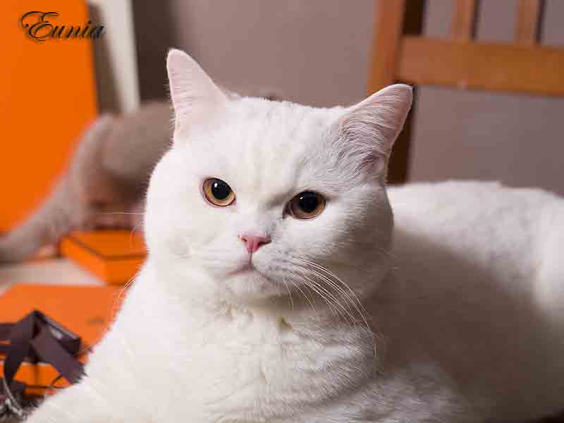 Британский белый кот по имени Бобик