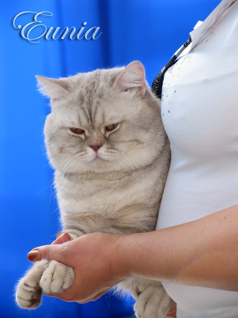 Британский кот окраса Вискас - Братан