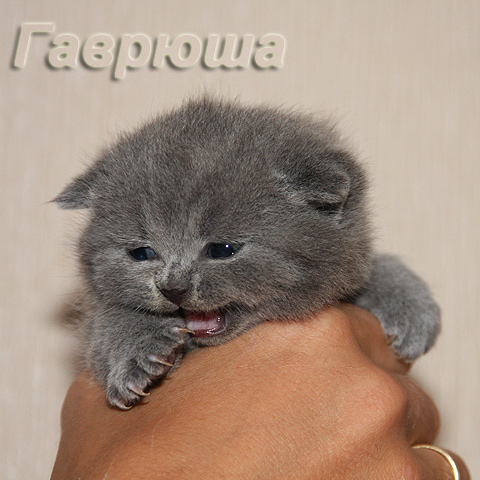 Британский вислоухий плюшевый серый котёнок (голубой британский котёнок)