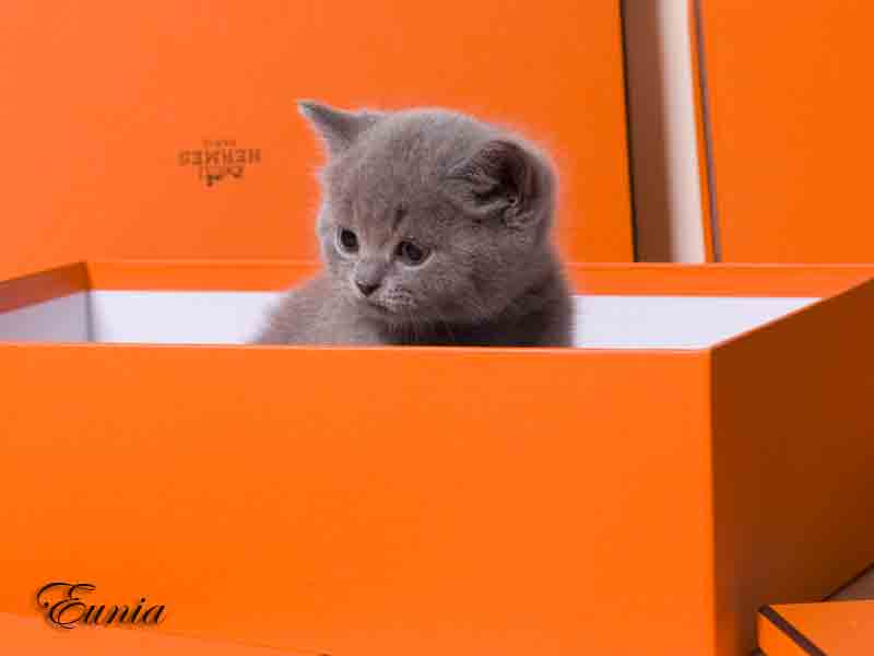 Голубой британский кот Бамблби