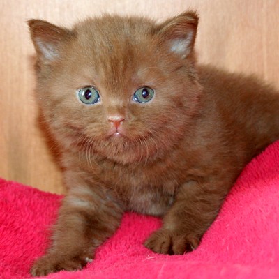 Британский котенок окраса циннамон