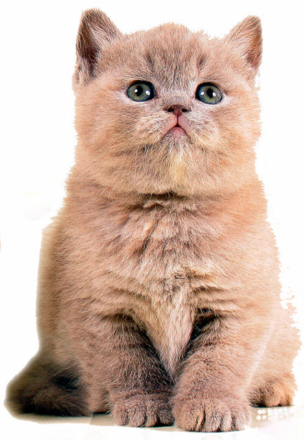 Лилово-кремового окраса британский котенок