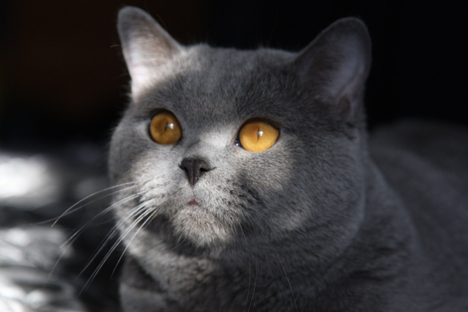 Джерри Голубой Британский кот